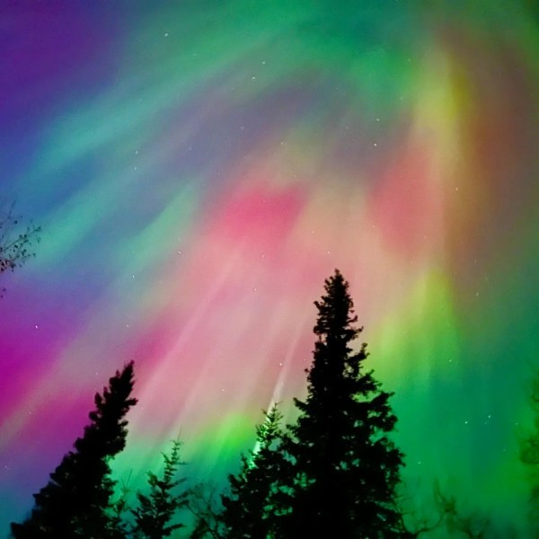 Purple and green northern lights shimmering through pine trees