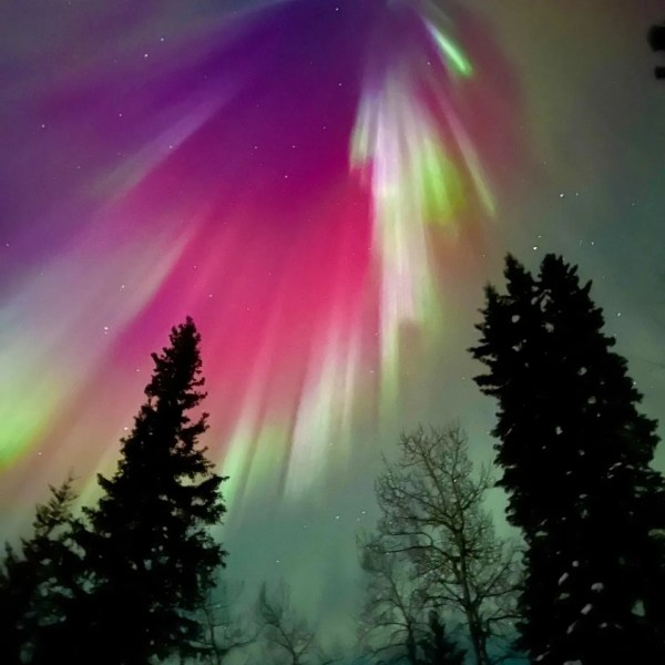 Purple aurora dancing above snowy forest