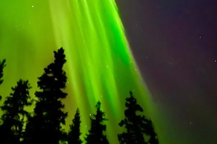 a close up of a green leaf