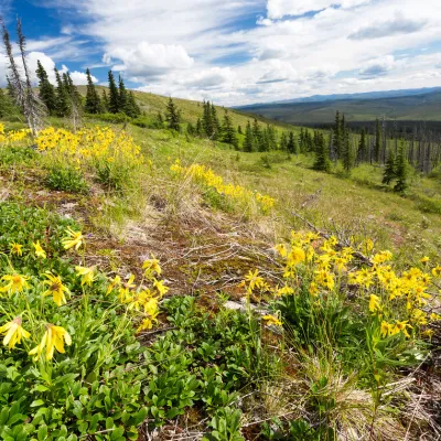 a flower is standing on a lush green field