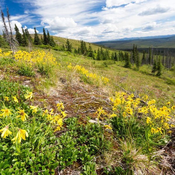 a flower is standing on a lush green field