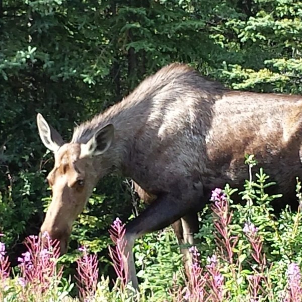 Moose grazing in grassy field near Fairbanks Alaska