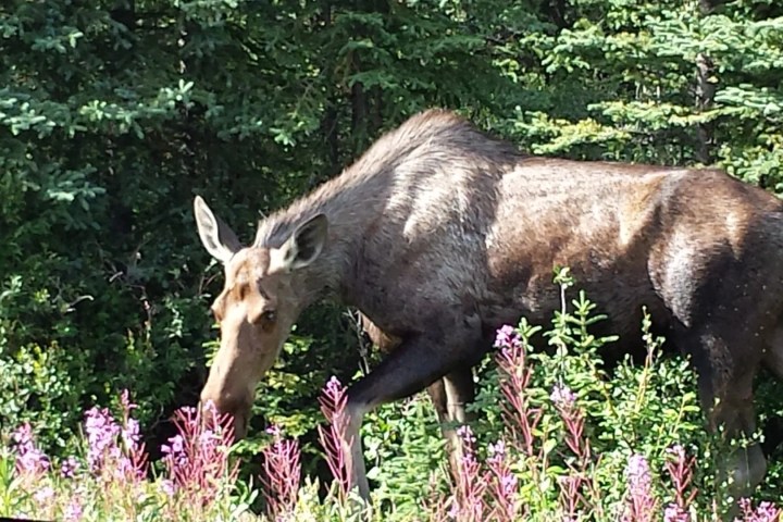 Moose grazing in grassy field near Fairbanks Alaska