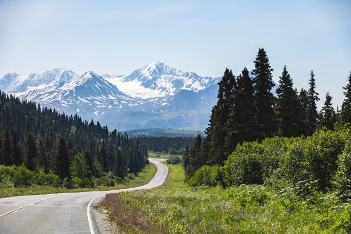 a tree with a mountain in the background