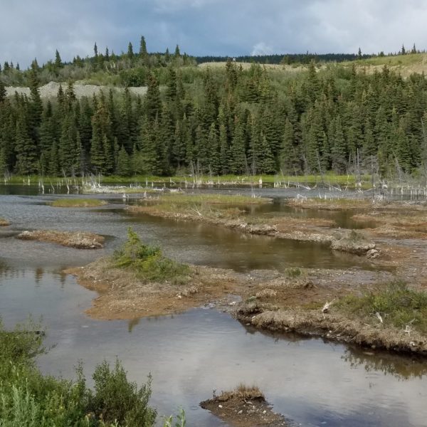 Pond surrounded by tall trees near Fairbanks Alaska
