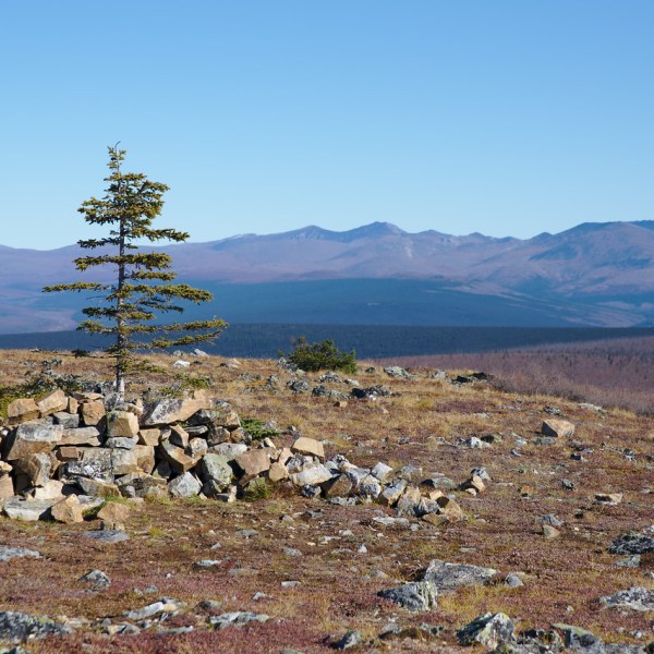 Small rocks forming platform in front of tree