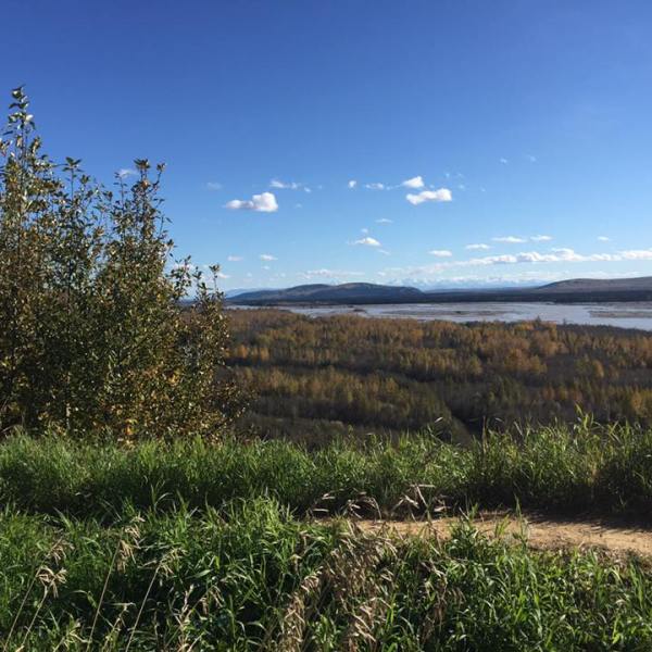 Tree standing alone in open field near Fairbanks Alaska