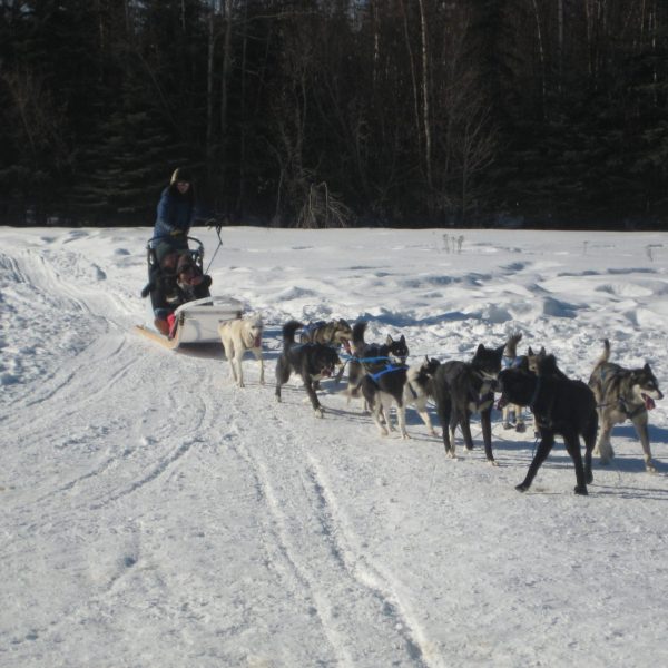 Man riding snowmobile with sled dogs running ahead near Fairbanks Alaska