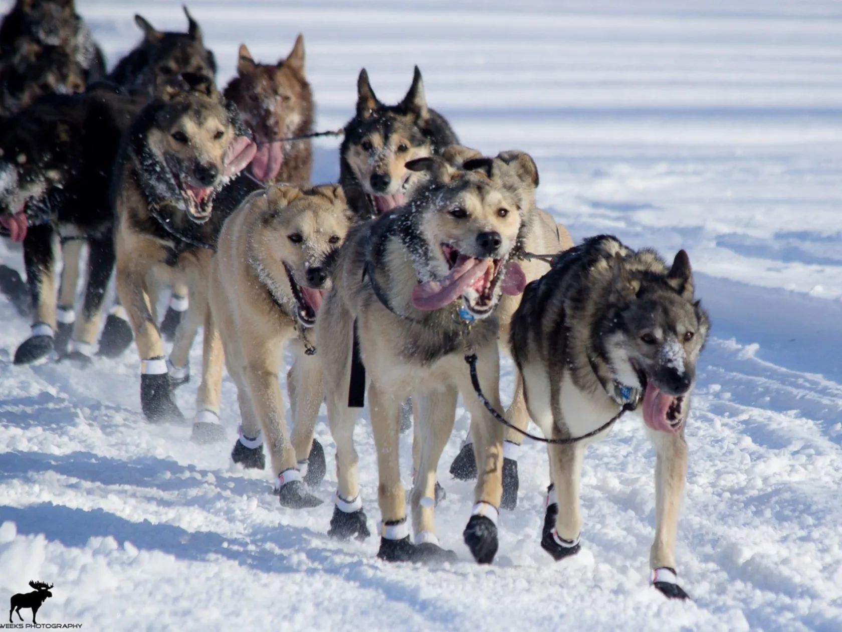 Alaskan husky resting in snow during northern lights tour in Fairbanks