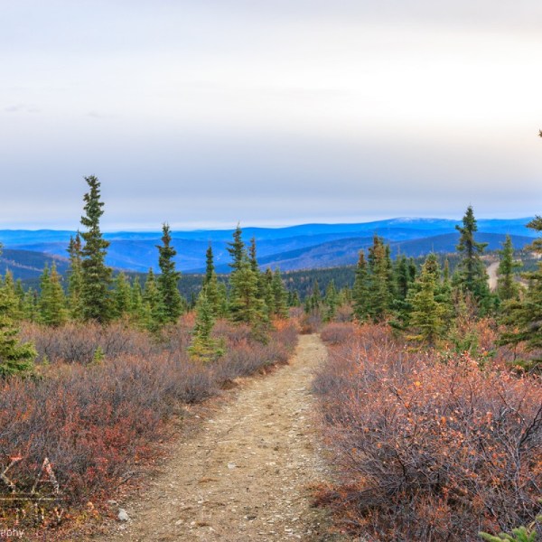 Pathway lined with flowers and trees along Wickersham Dome Trail in Alaska