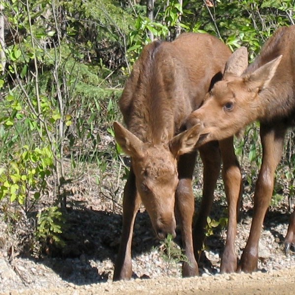 Two young moose standing in grassy area near Fairbanks Alaska