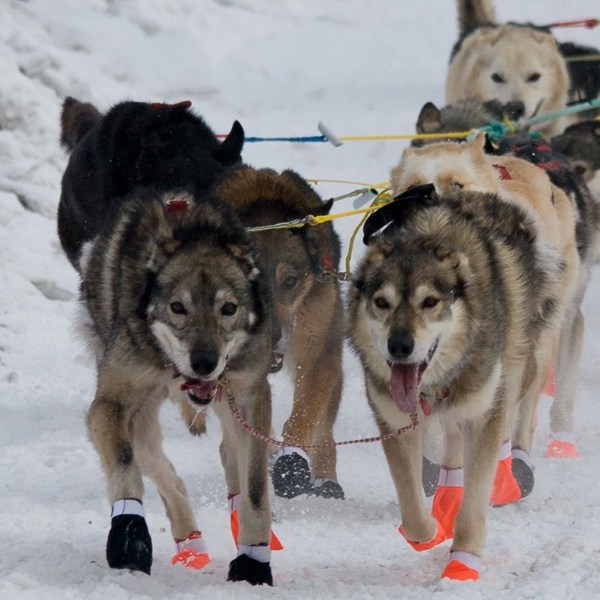 Sled dog team running through snowy trail near Fairbanks Alaska