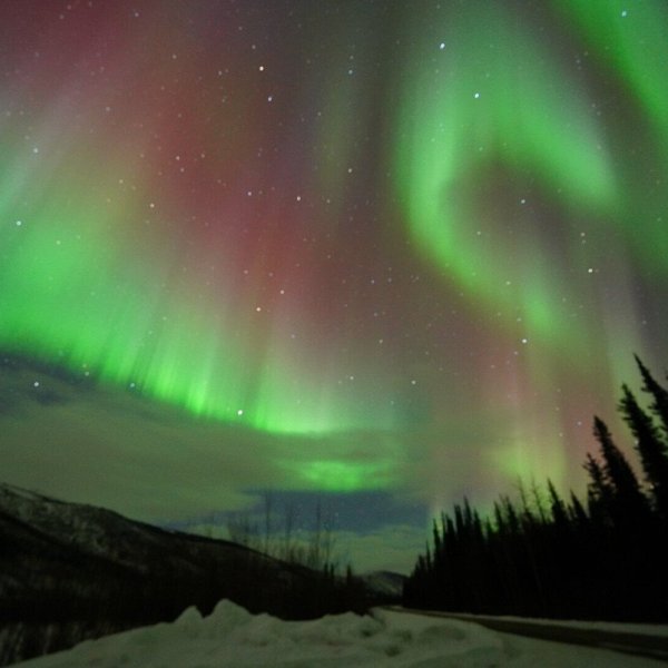 Northern lights illuminating pine forest under clear night sky near Fairbanks Alaska