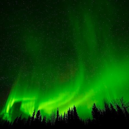 Green northern lights dancing over forested landscape near Fairbanks Alaska