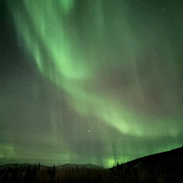 Vibrant aurora curtains cascading above forested area near Fairbanks Alaska