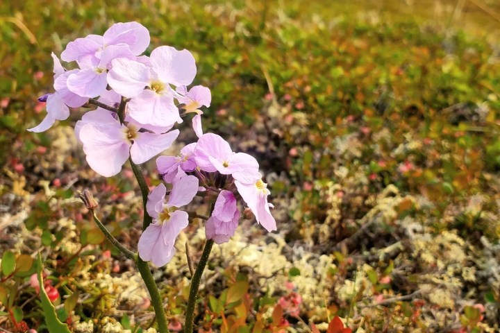 a close up of a flower