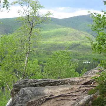 a tree with a mountain in the background
