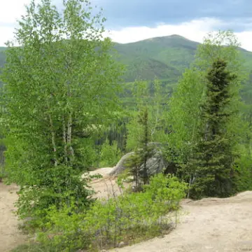 a path with trees on the side of a dirt road