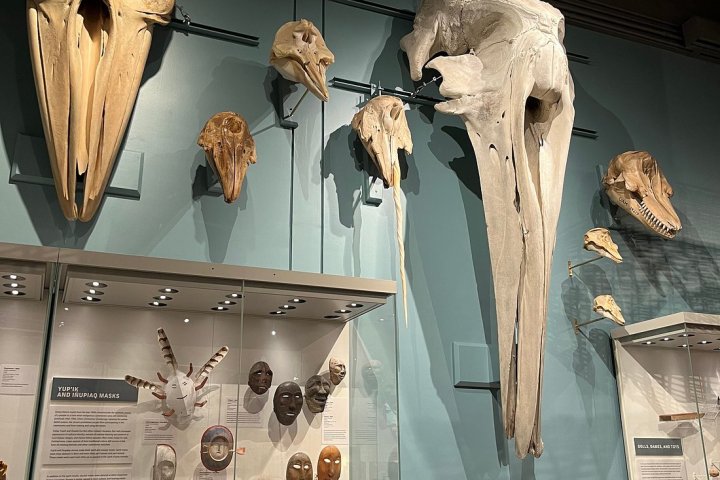 Museum display of various animal skulls and cultural masks on blue walls.