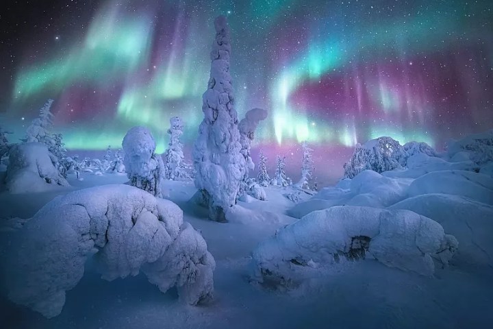 Snow-covered trees under vibrant northern lights in a starry sky.