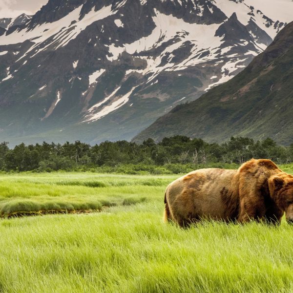Bear walking in grassy field near Fairbanks Alaska
