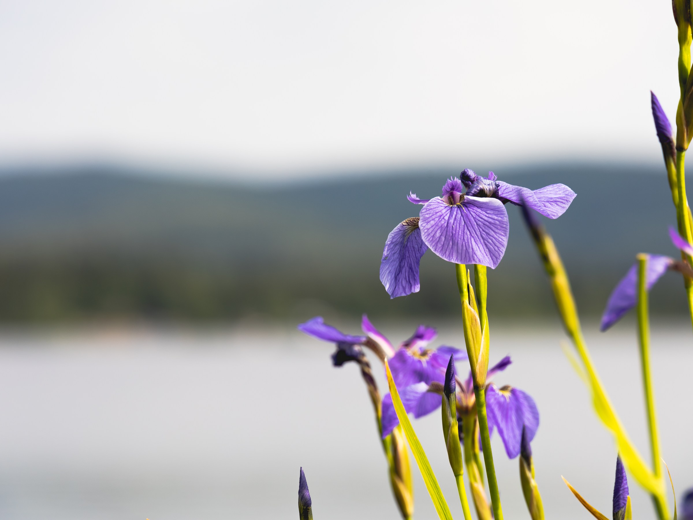 Beautiful wildflower blooming beside a calm body of water in the Alaska wilderness