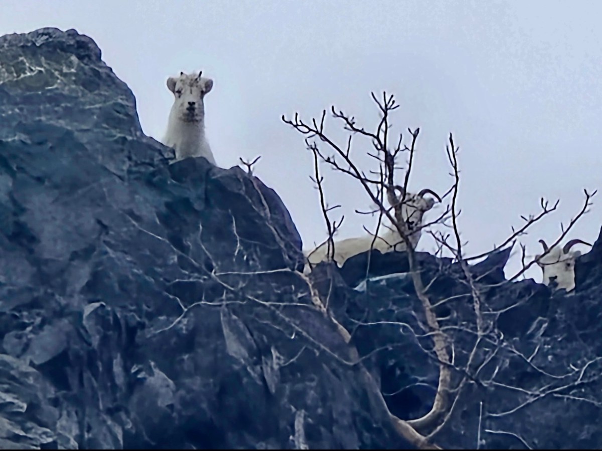 an animal sitting on a rock