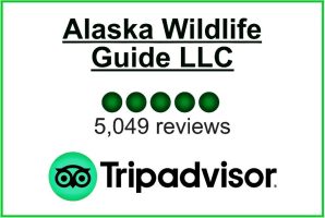 Alaska Wildlife Guide LLC rating on TripAdvisor with 5,049 reviews.