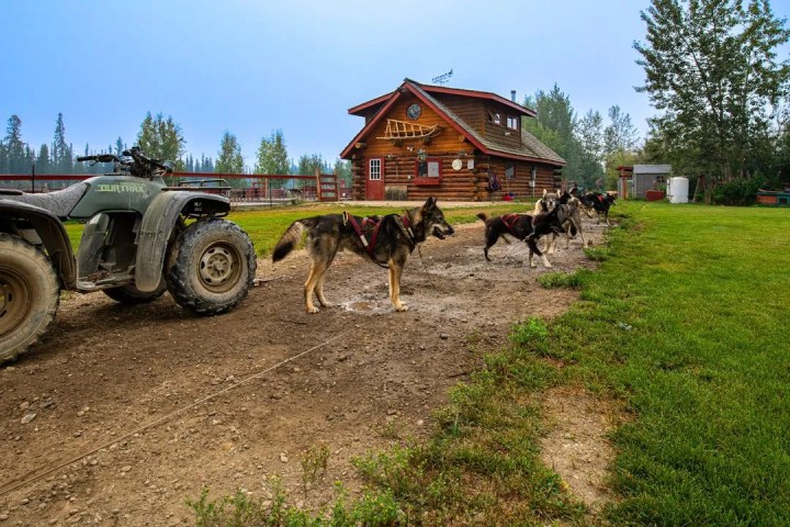 ATV and sled dogs on a path near a log cabin surrounded by trees and grass.