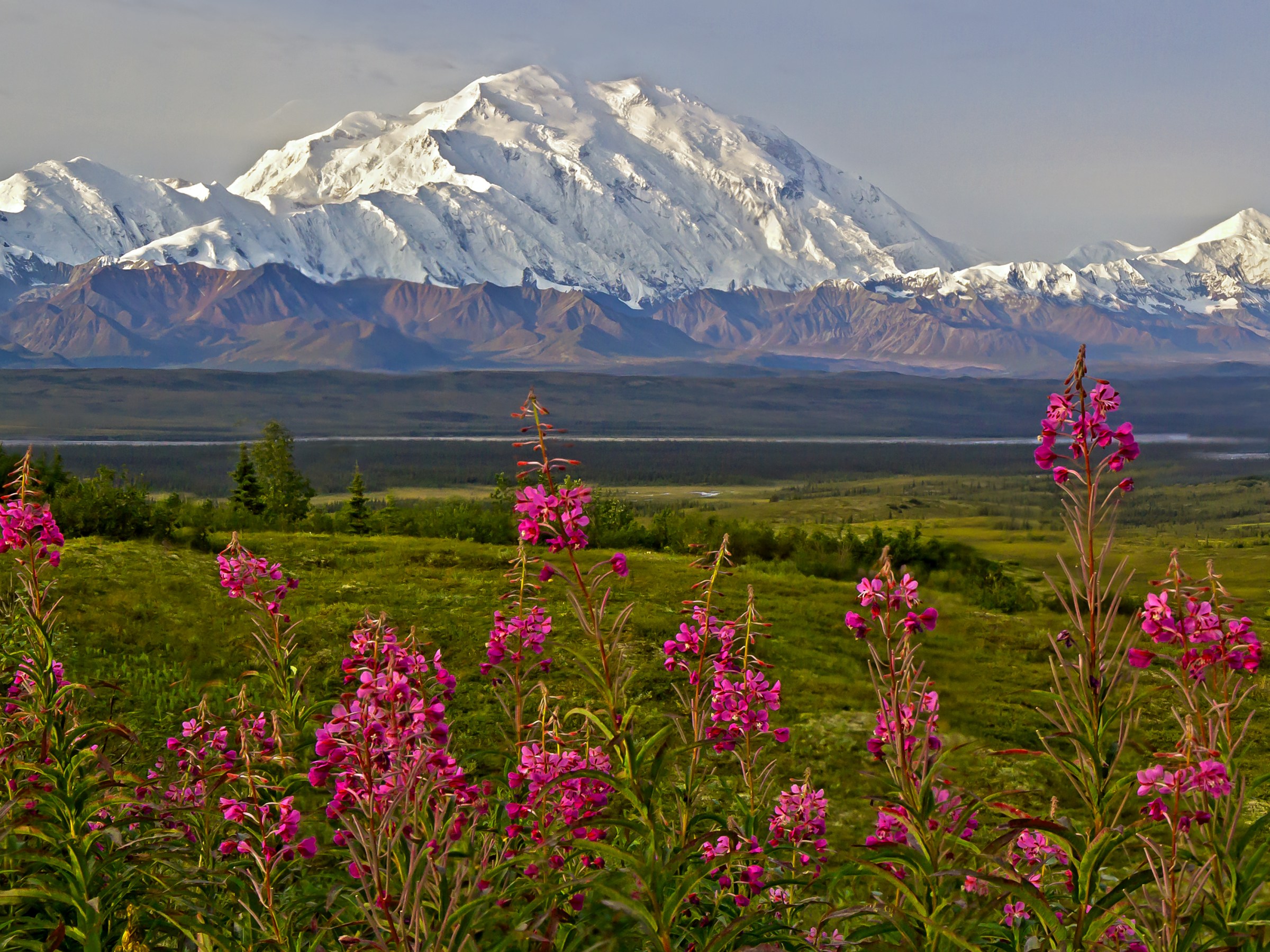 Snow-capped mountains behind a field of pink wildflowers in a lush green valley.