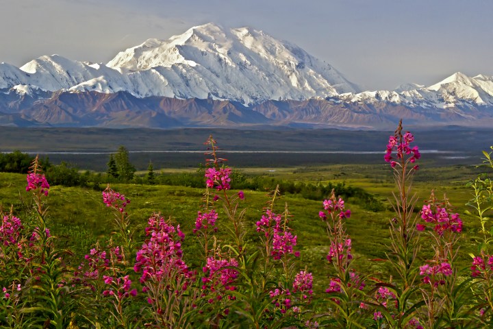 Snow-capped mountains behind a field of pink wildflowers in a lush green valley.