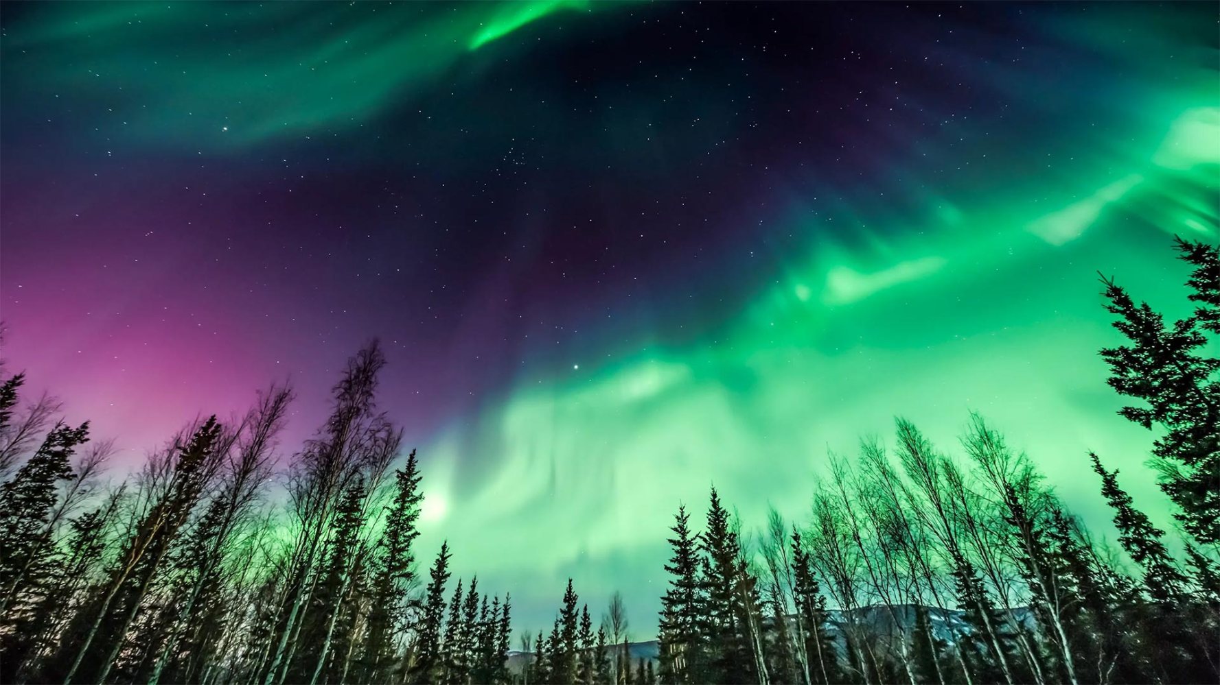 Northern lights glowing green and purple over spruce trees in Fairbanks Alaska