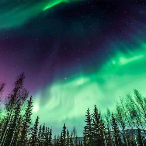 Vibrant aurora borealis over a forest at night with purple and green lights.