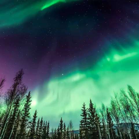 Colorful aurora borealis above a dark forest with silhouetted trees.