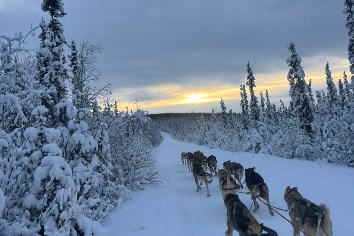 Sled dogs pulling a sled through a snowy forest trail at sunset.