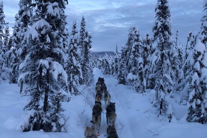 Dogsled team moving through snowy forest under a cloudy sky.