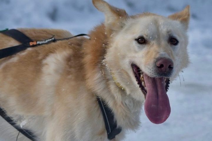 Happy dog with harness standing on snowy ground.