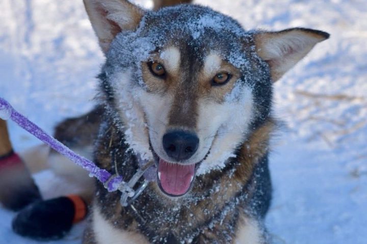 Sled dog with snow on fur, wearing booties, lying in snow.