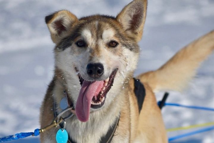 A sled dog with reddish-brown fur and a blue tag stands on snow.