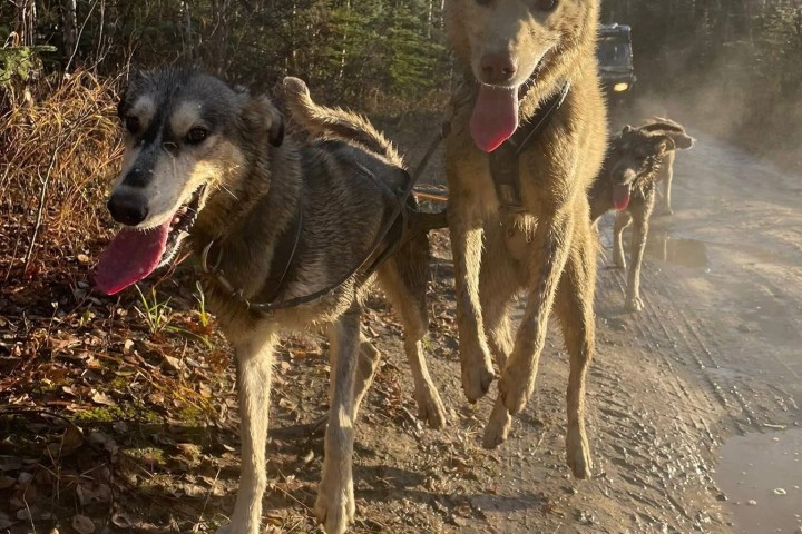 Two sled dogs running on a dirt trail in a forest.