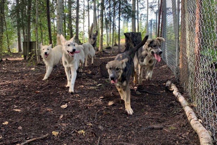 Group of dogs running on dirt path beside a chain-link fence in a wooded area.