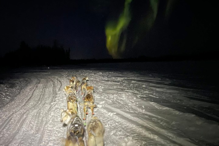 Dogsled team under green Northern Lights on snowy trail at night.